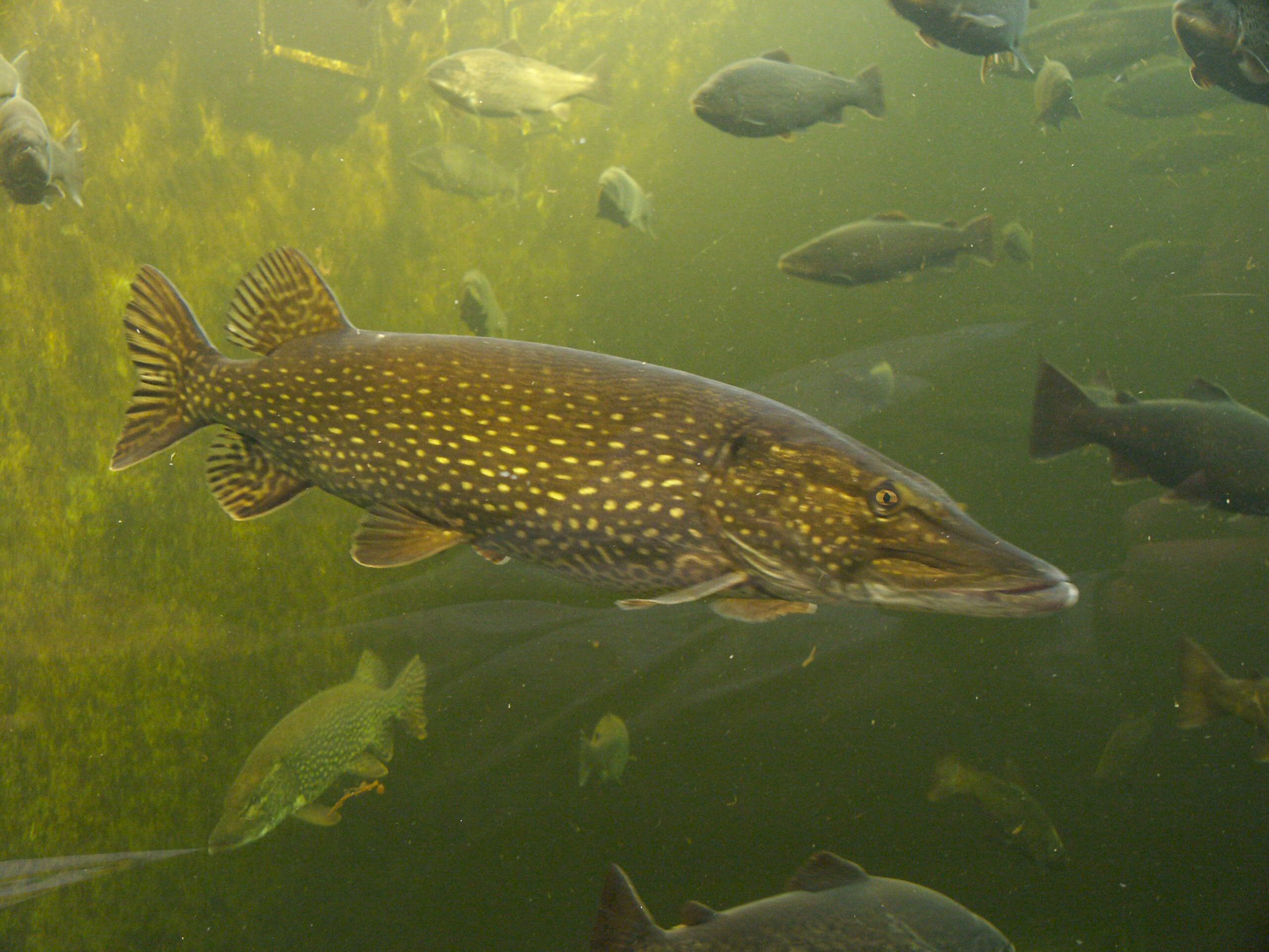 Grand Brochet (Esox lucius) au corps allongé, au museau aplati et à la dorsale reculée