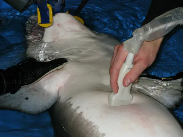 Échographie d’un requin taureau réalisée en 2009