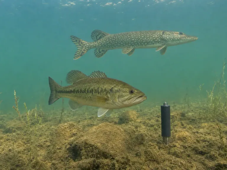 Anesthésie des poissons sauvages : la récupération ne s’arrête pas au réveil