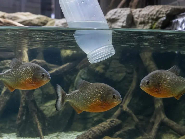 Aquariums publics : ce que le microbiome de l’eau peut signaler