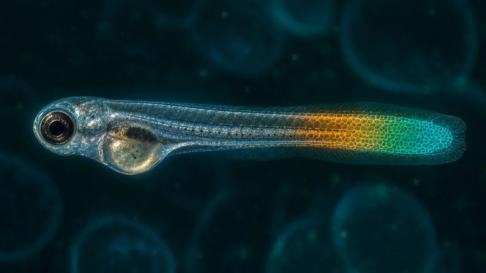 Poisson-zèbre : le pH intracellulaire accompagne la régénération