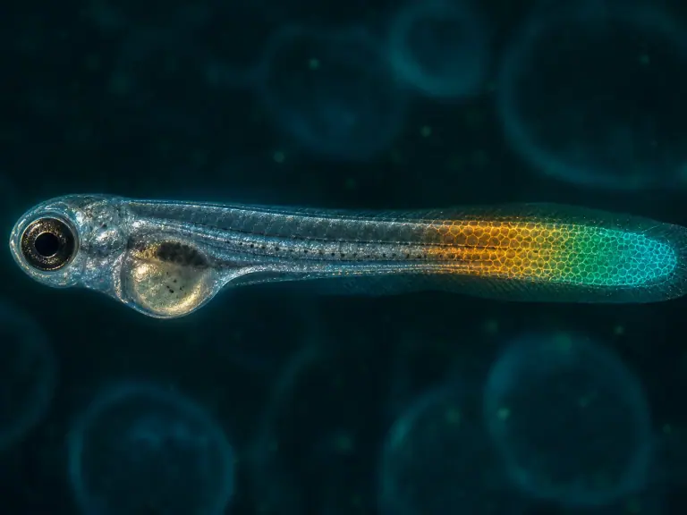 Poisson-zèbre : le pH intracellulaire accompagne la régénération