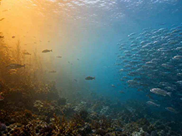 Océans plus chauds : la biomasse des poissons se redistribue