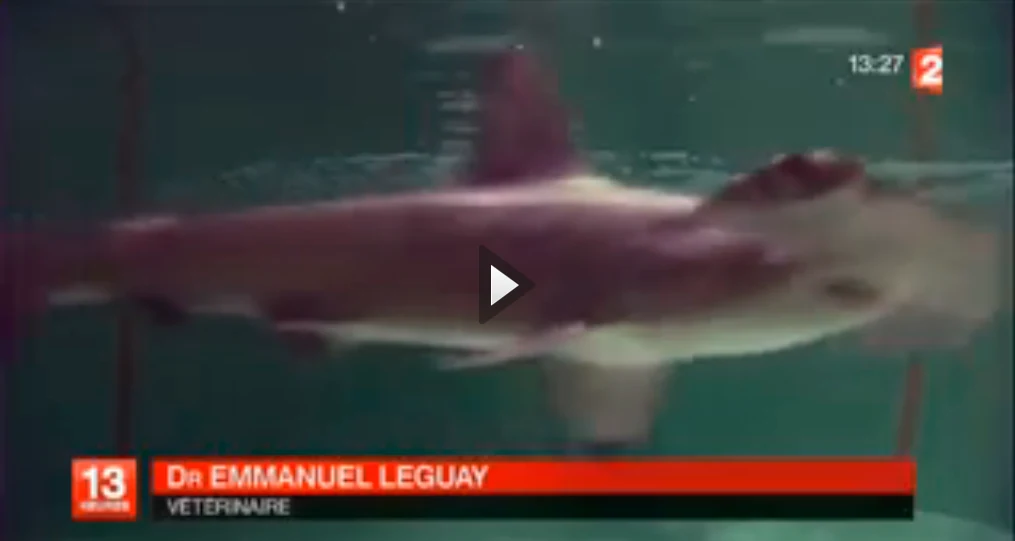 Requins-marteaux Cinéaqua Trocadéro Paris