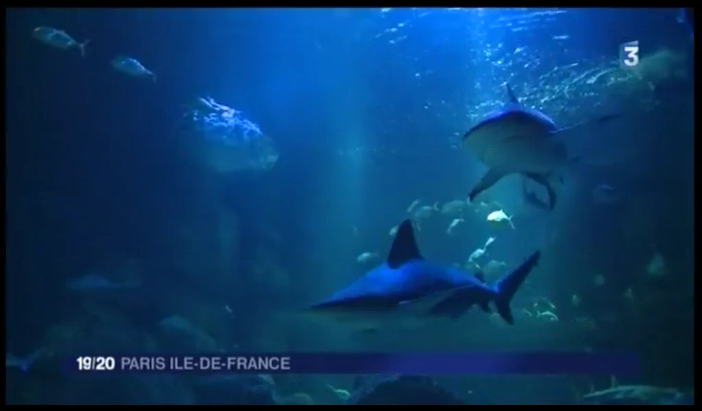 Requin gris avant sa capture (diagnostic de gestation par échographie)