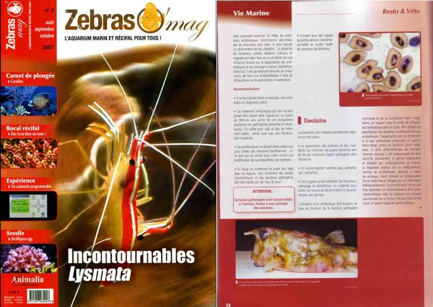 ZebrasO'mag n°02 - Juin 2007 -  Les maladies bactériennes en aquarium récifal
